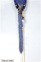 臺灣藍鵲藏品圖，第17張